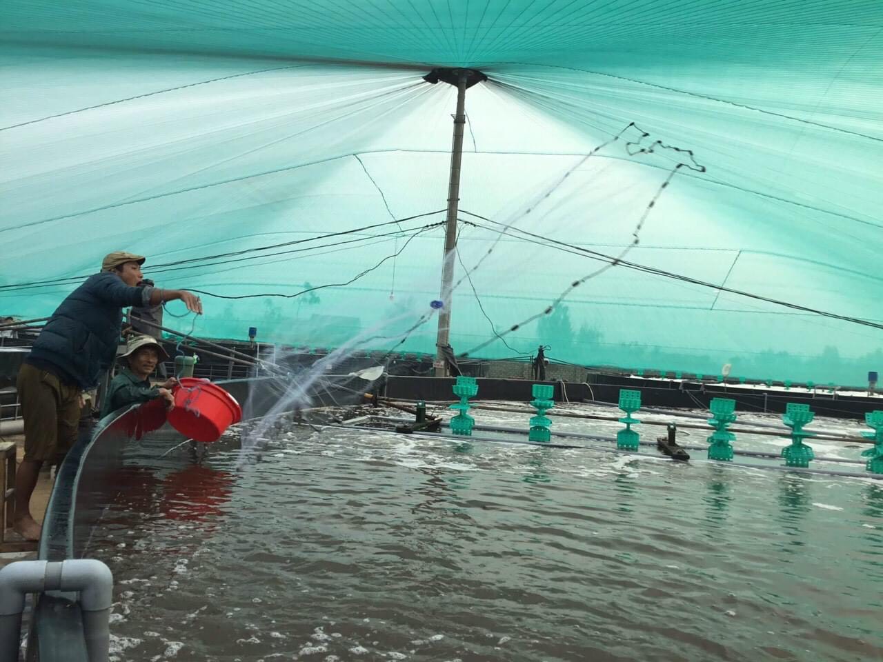Phát triển tôm siêu thâm canh ở tỉnh Cà Mau – Thực trạng và giải pháp