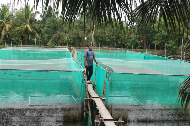 Lưới nhựa làm vèo nuôi cá lóc ở Vĩnh Long